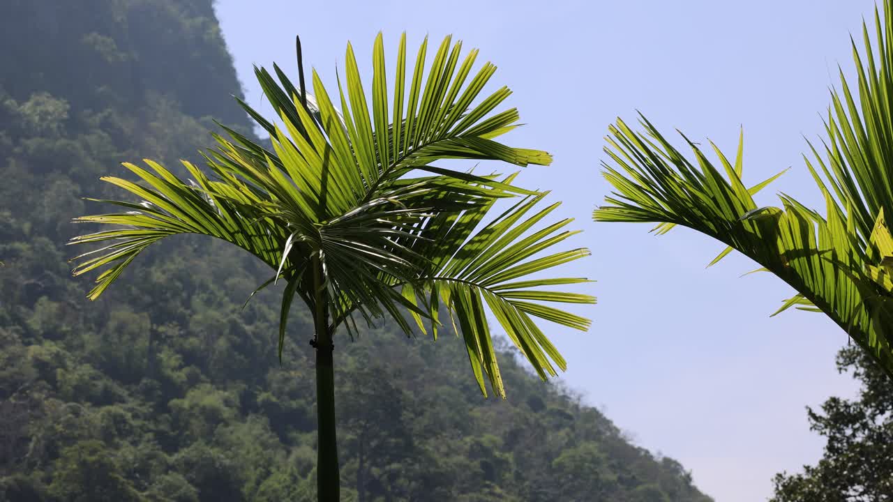 одна пальма на горном фоне