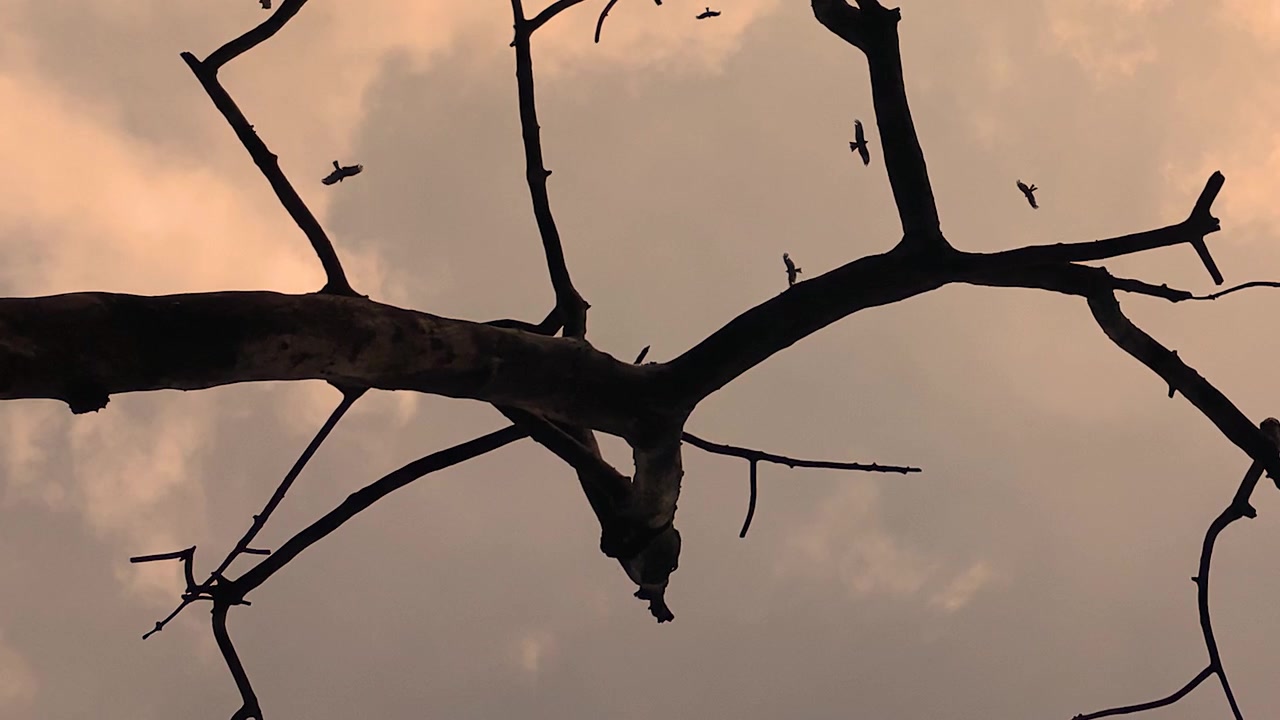 Uccelli rapaci che volano nel cielo al tramonto sopra rami di alberi morti, scena inquietante e spettrale.