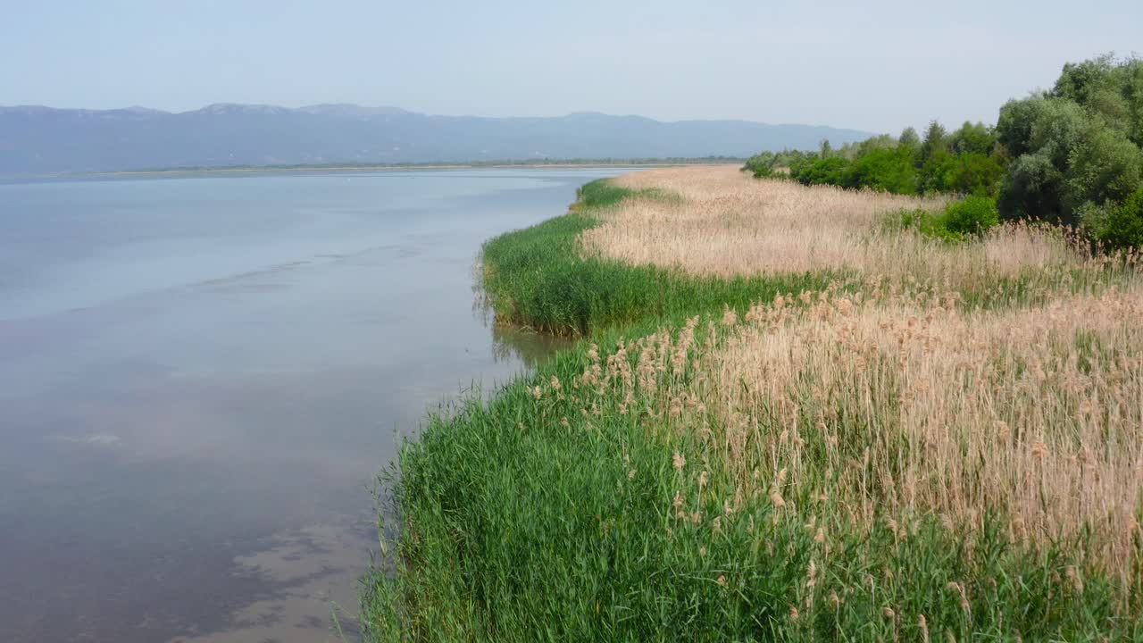 hermosa toma de drones del lago prespa y la hierba alta en la costa durante el día
