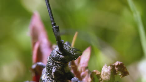 escarabajo de cuernos largos de cerca