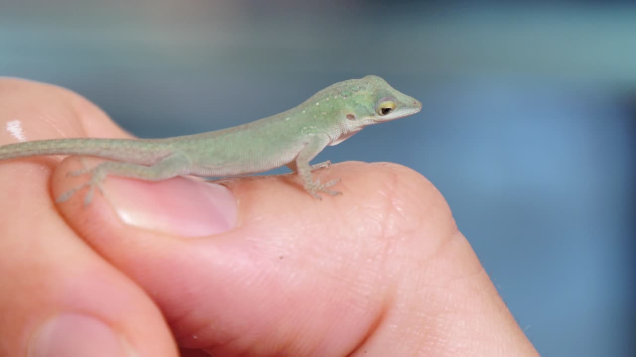 아놀레스 도마 파충류 클로즈업