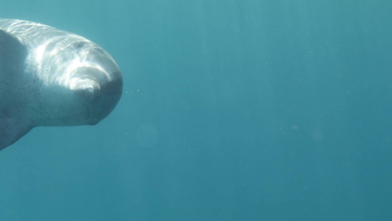 delfín en el arrecife de coral del mar rojo de egipto 4k