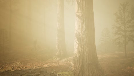 autumn forest and trees in morning fog
