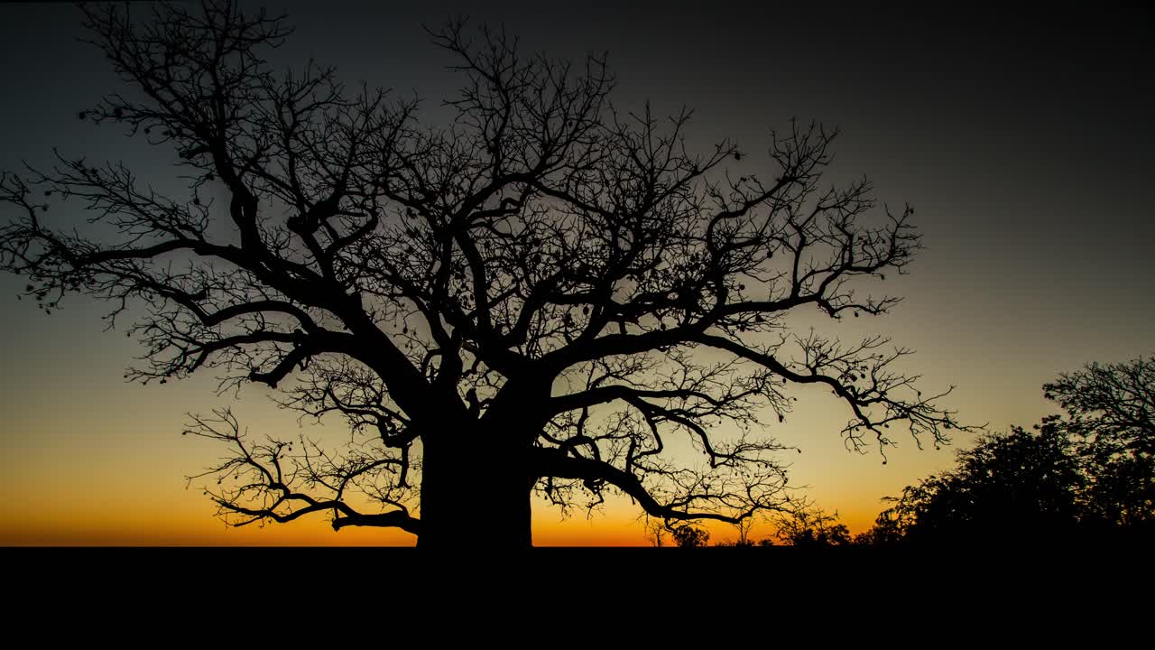 호주 퀸즐랜드의 장엄한 나무 위로 저속 일몰과 황혼