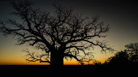 lapso de tiempo puesta de sol y anochecer sobre un majestuoso árbol en queensland australia