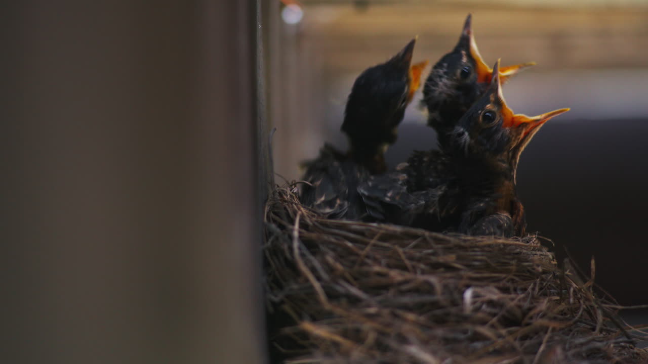 Three Baby Robins in a Nest