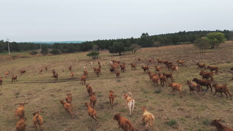 drone footage of a large herd of brown cattle running away from the drone, which follows them through a scenic american landscape with trees in the background