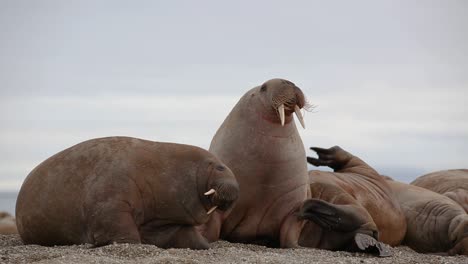 close-up of three walruses scratching their skin with their flippers while laying on a beach in the arctic sea along the northern coast of the svalbard archipelago