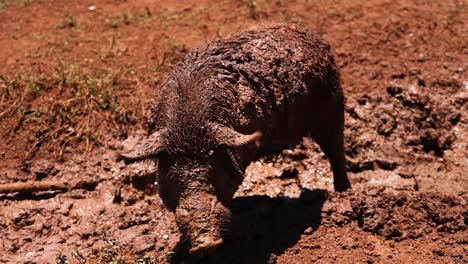 pig traverses muddy terrain, exploring outdoors.