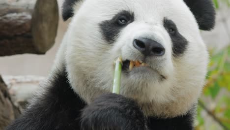 giant panda (ailuropoda melanoleuca) also known as the panda bear or simply the panda, is a bear native to south central china.