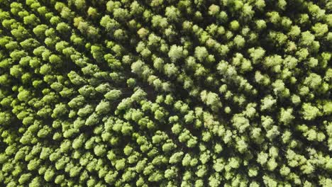 viento moviéndose a través de un bosque de eucaliptos, vista aérea