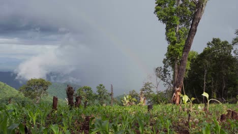 view from ground level in a sunlit field with banana trees in mae tang, thailand vivid rainbow arching over distant rainy mountains and a dark, cloudy sky, highlighting the vibrant colors of the field