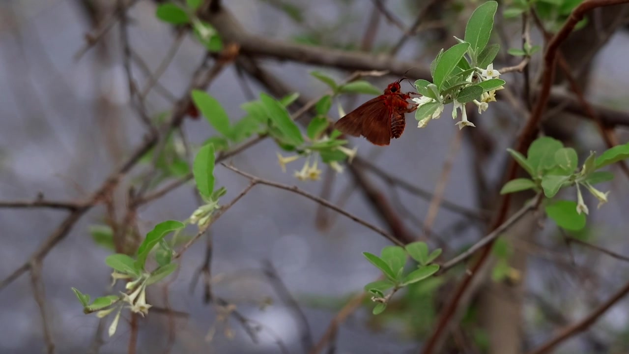 Autentico video ravvicinato al rallentatore di una farfalla Branded Orange Awlet (Burara oedipodea) che si nutre di nettare mentre impollina naturalmente i fiori in fiore di Olivello di Boemia (Elaeagnus umbellata)