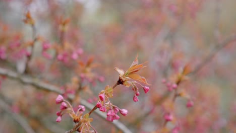 A-beautiful,-delicate-flower-in-the-Hasselt-Japanese-Garden-in-Belgium,-close-up