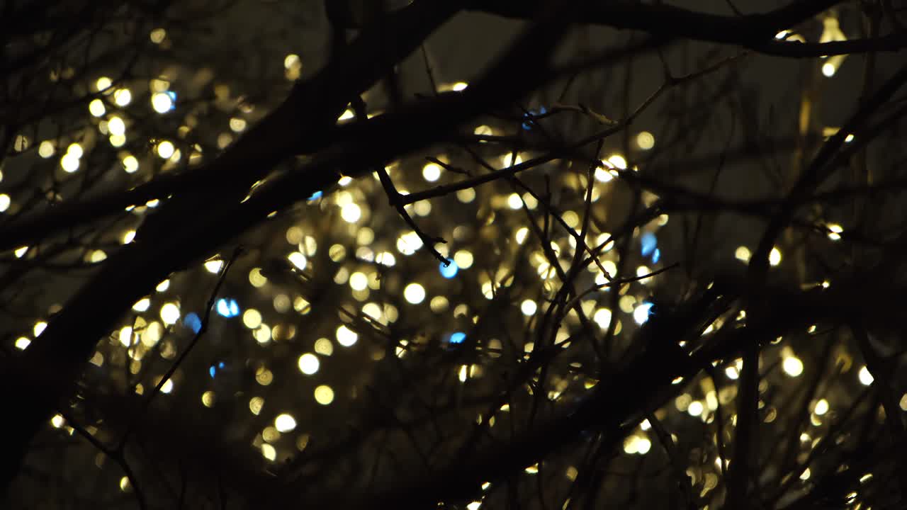 Christmas lights through tree branches at night