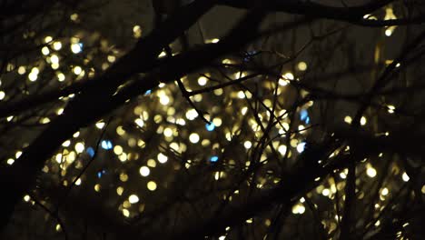 christmas lights through tree branches at night