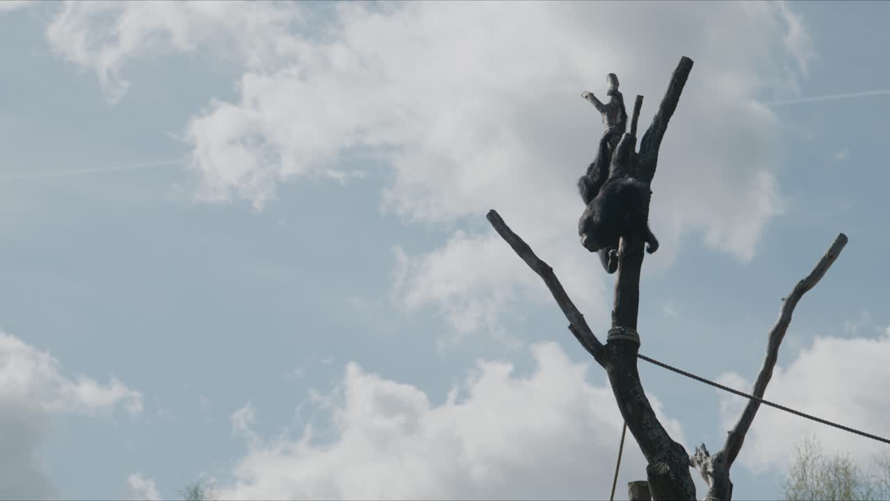 Uno scimpanzé che si arrampica e si equilibra su un alto ramo d'albero molto sopra il terreno con cielo azzurro e nuvole sullo sfondo.