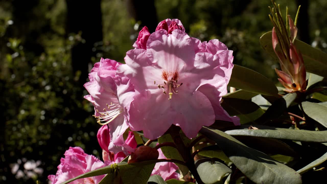 Blomstrende rosa blomst med grønn bakgrunn, statisk nærbilde
