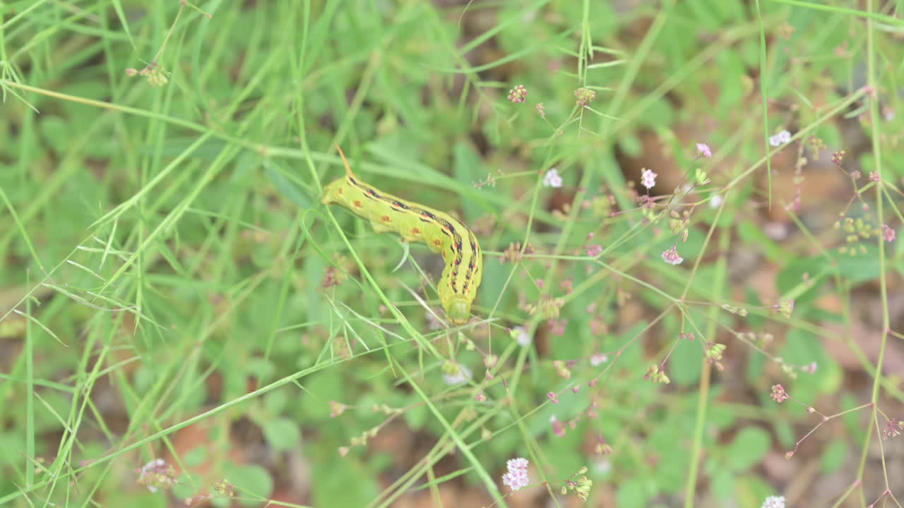 흰 줄 스핑크스 나방 애벌레는 애리조나 사막의 야생화를 먹습니다.
