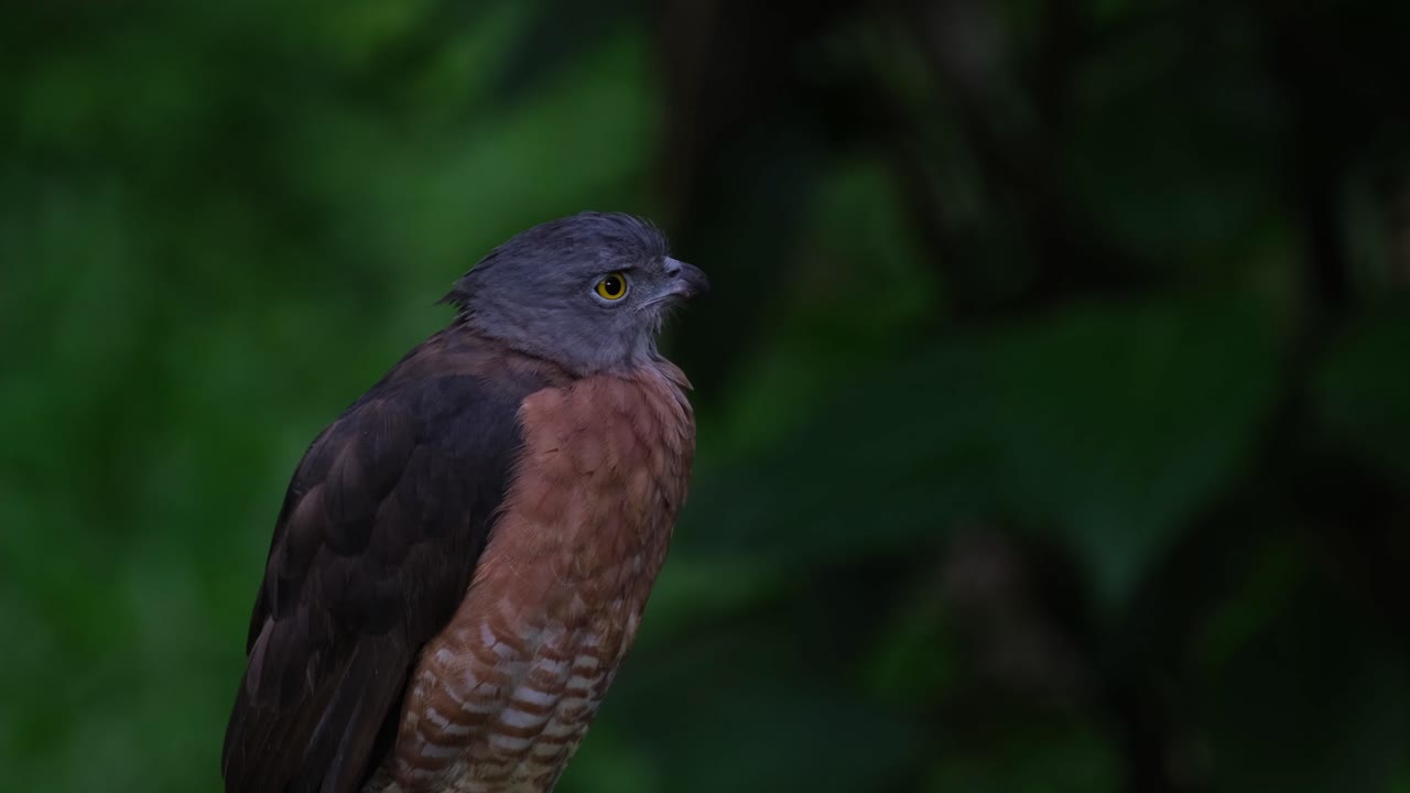 mirando hacia la derecha, luego mueve la cabeza, luego mira hacia la cámara mientras da un paso atrás, accipiter soloensis, filipinas