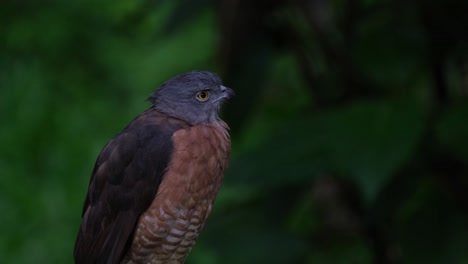 Mirando-A-La-Derecha,-Luego-Mueve-La-Cabeza-Y-Mira-Hacia-La-Cámara-Mientras-Da-Un-Paso-Atrás,-Gavilán-Chino-Accipiter-Soloensis,-Filipinas