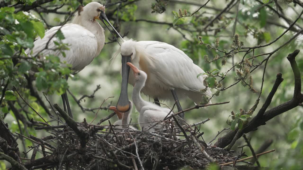 Spoonbills Feeding Chicks in Nest