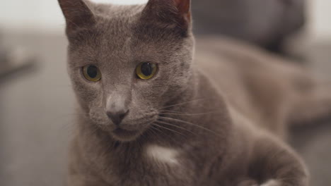 russian blue house cat lounging on kitchen counter 01