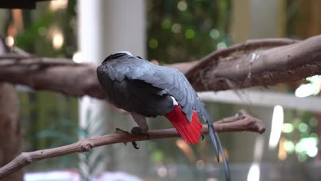 inteligente e inteligente loro gris africano del congo, psittacus erithacus posado en la rama de un árbol, estirando sus alas y pies para aliviar la tensión muscular y mejorar la circulación sanguínea