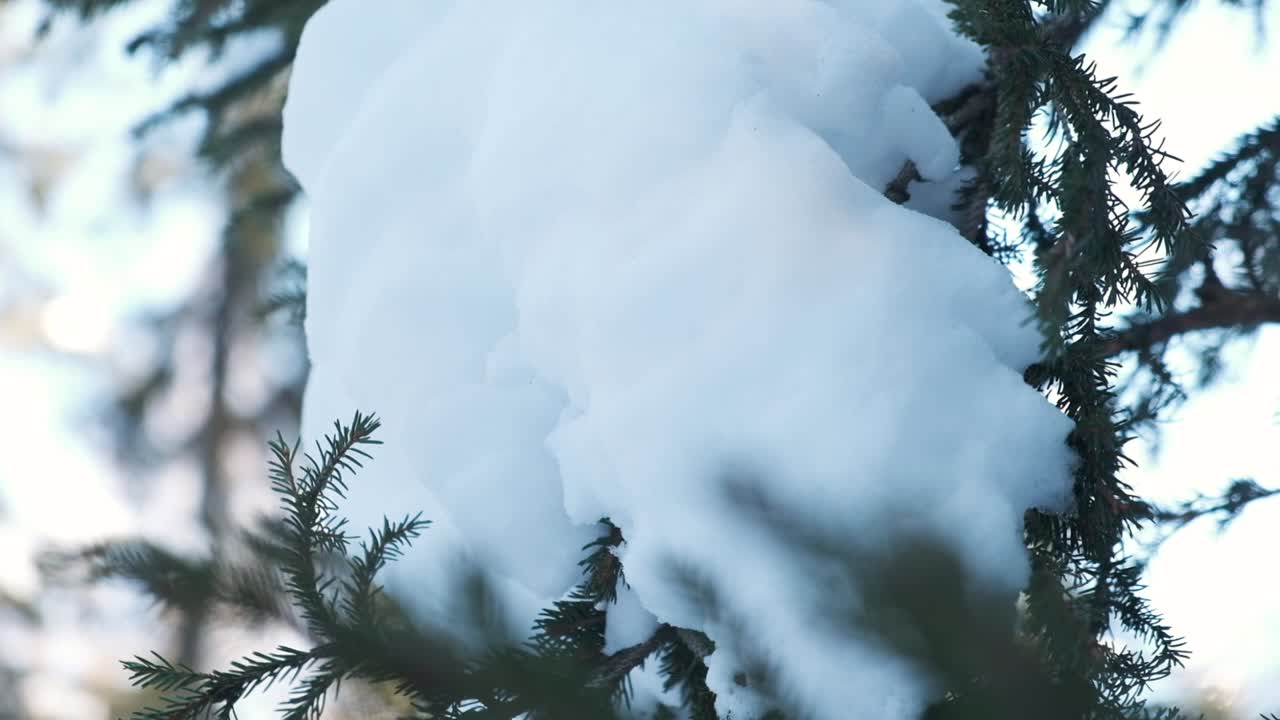 Træ med sne på