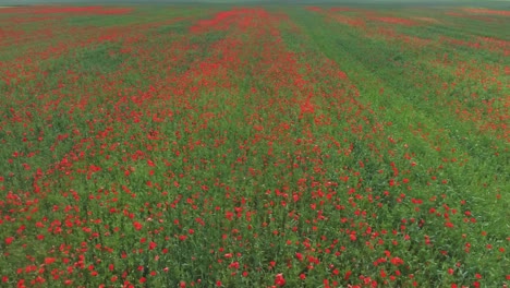 toma aérea de amapolas en flor en el campo de amapolas