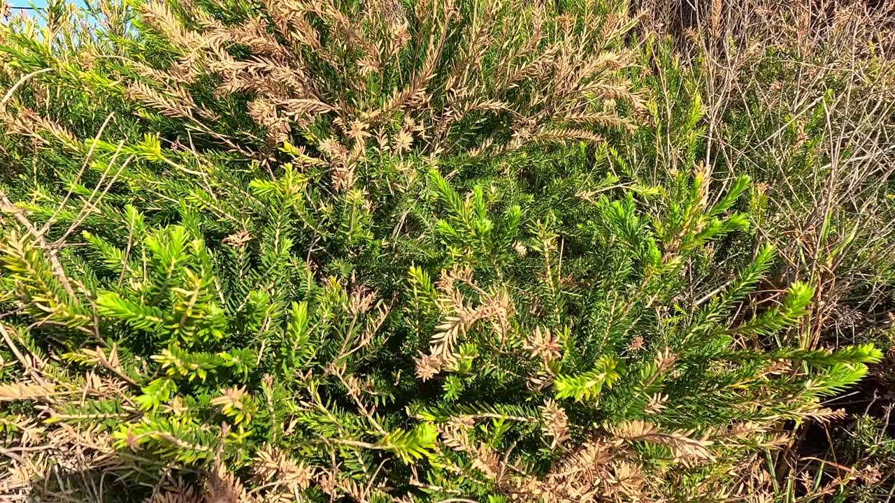 Erica scoparia shrub in bright sunlight, showcasing vibrant green foliage amidst dry surroundings, captured at Point Lonsdale, Victoria
