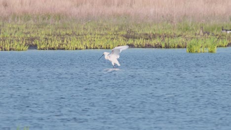 Eurasian-spoonbill-standing-in-shallow-river-stream-flapping-its-wings