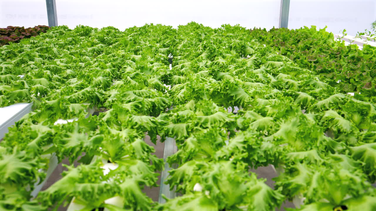 Leaf lettuce grown with the Hydroponic method in a greenhouse