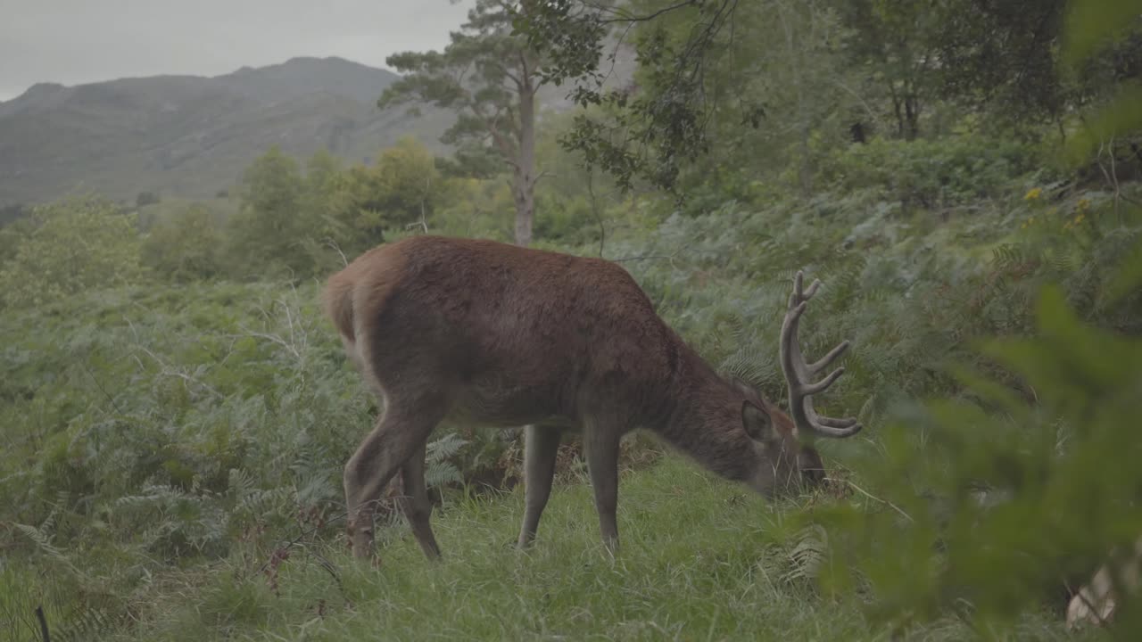 deer with long horns grazing in the forests of scotland uk. wild animal living in natural wonders