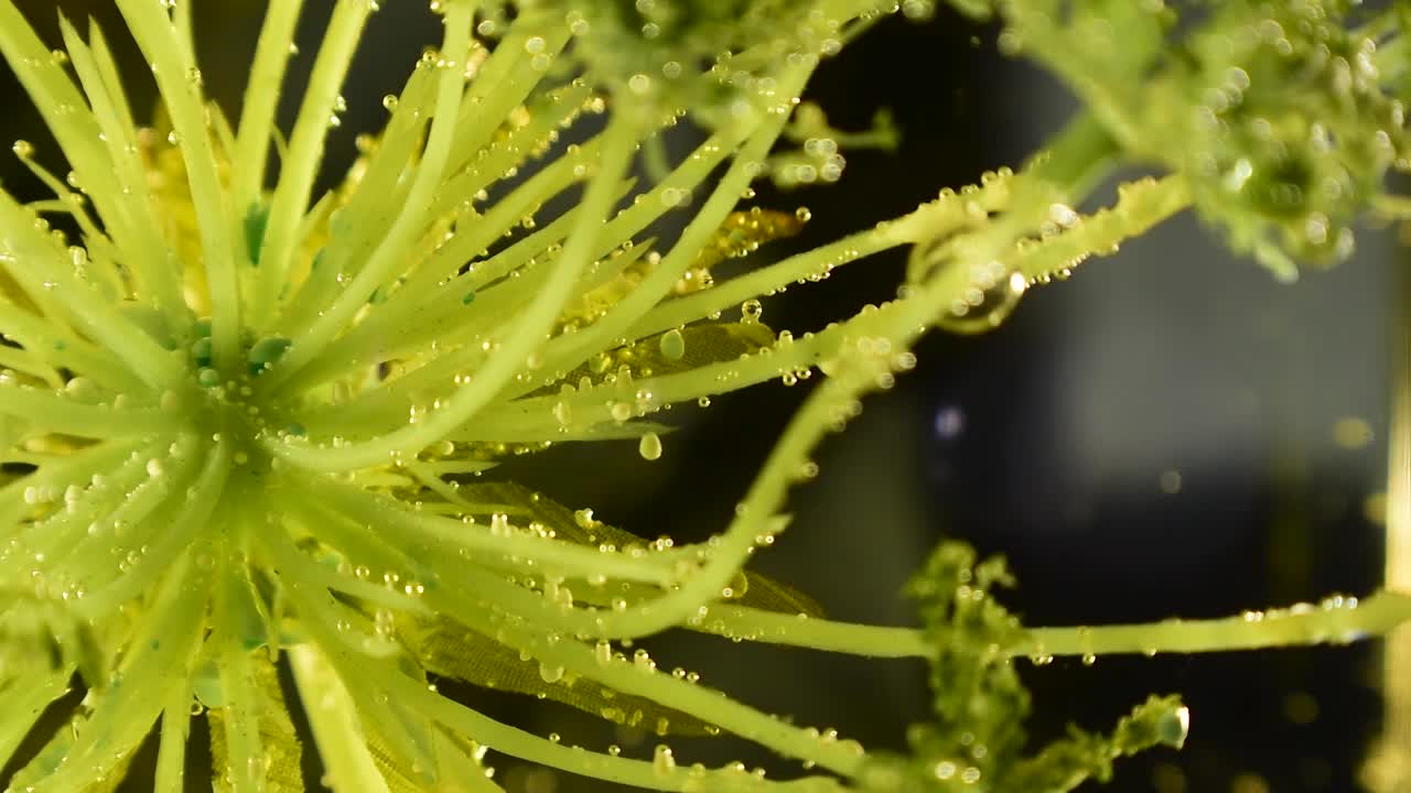 60fps의 투명한 거품과 잔해물 움직임이 있는 외계 식물