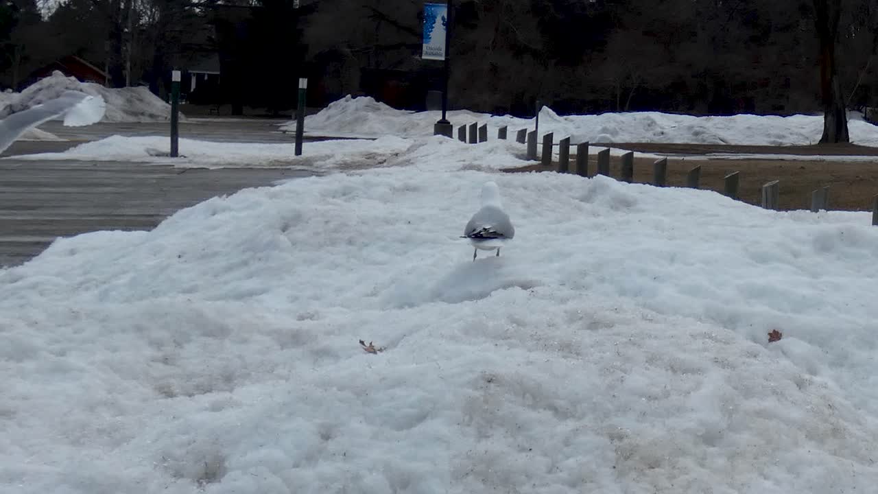 Seagulls in the Snow