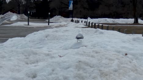 seagulls in the snow