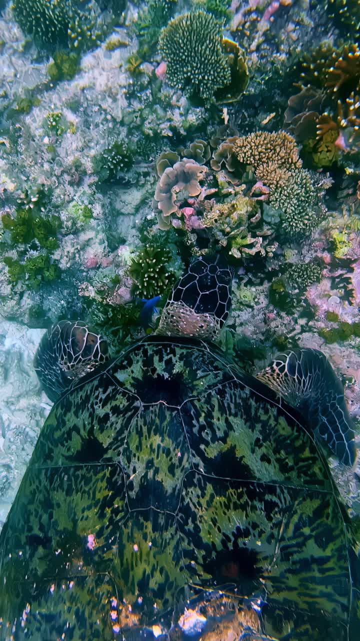 Beautiful pattern on green sea turtle blending in with the coral reef environment. Close up