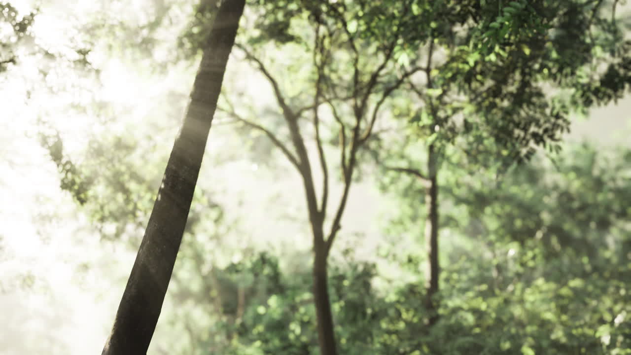 Sunlight filtering through lush green trees in a serene forest setting