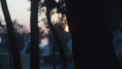 sun setting down behind an old olive tree