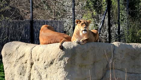 dos leonas se encuentran encima de la roca en un zoológico.