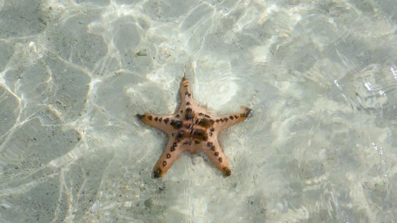 Tomada em ultra câmera lenta em close-up de estrelas-do-mar em águas rasas e claras, filmada de cima com raios de sol atravessando.