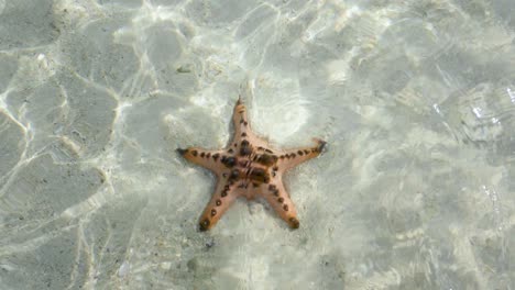 Close-up-ultra-slow-motion-shot-of-starfish-in-shallow-clear-waters-filmed-from-above-surface-with-sunbeams-coming-through