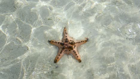 close up ultra slow motion shot of starfish in shallow clear waters filmed from above surface with sunbeams coming through