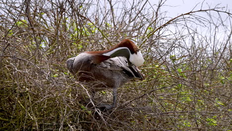 Galapagos-brauner-Pelikan,-Der-Vom-Nest-Gehockt-Wird,-Das-Seine-Federn-In-Den-Galapagos-inseln-Putzt