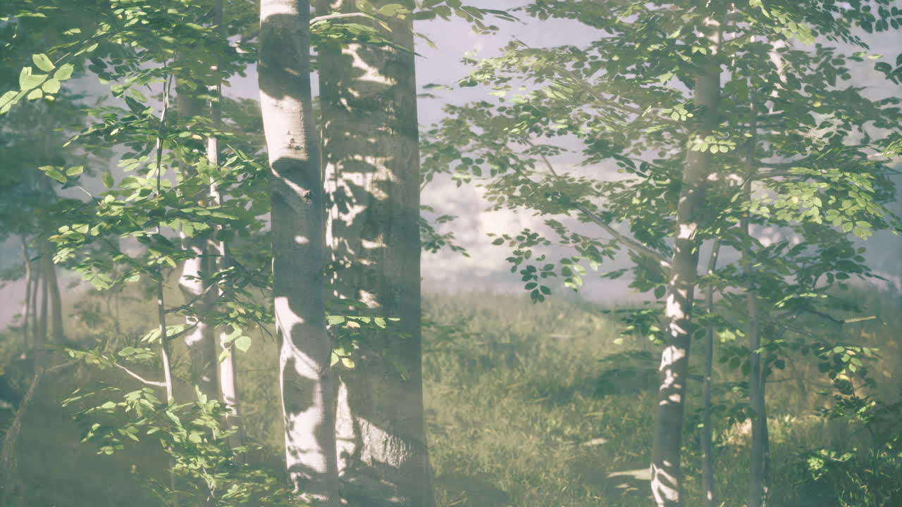 Sunlight filters through lush trees in a serene forest landscape