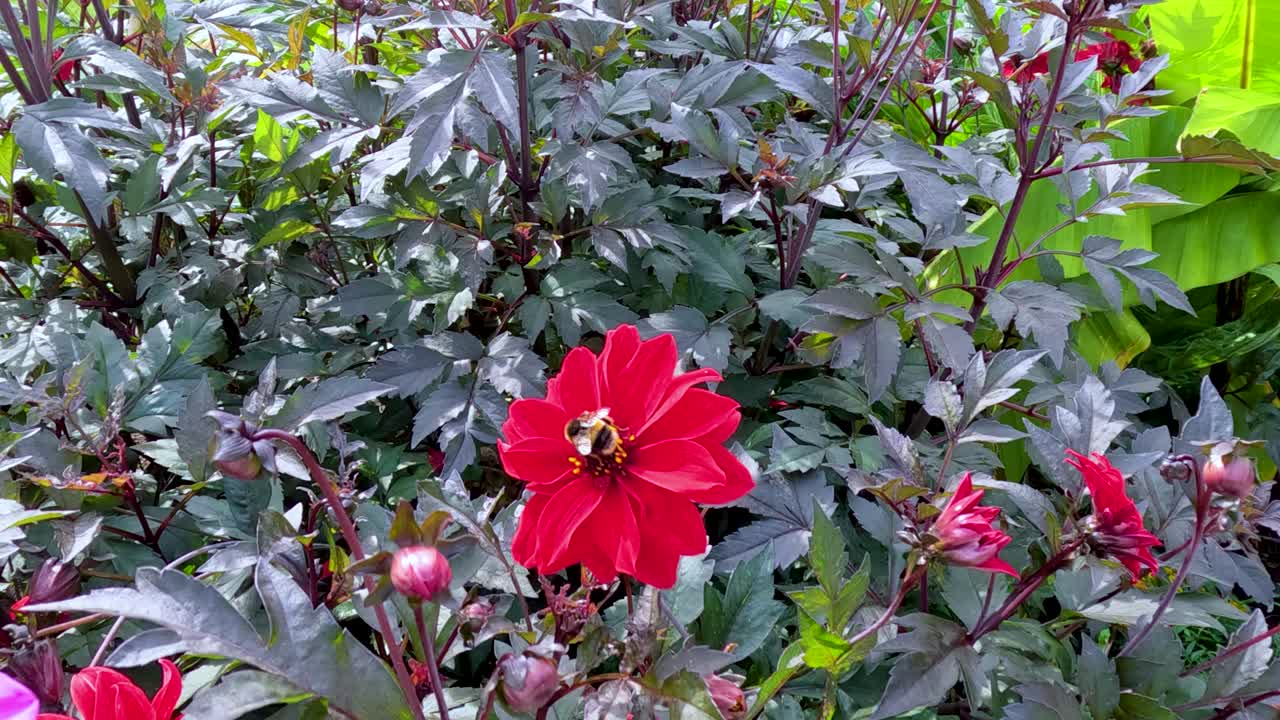 Un bombo atterra ed esplora un vibrante fiore rosso circondato da una fitta vegetazione verde, catturato in una stabile luce naturale del giorno con un movimento minimo della telecamera.