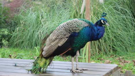 Dieser-Pfau-Besticht-Durch-Seine-Farben