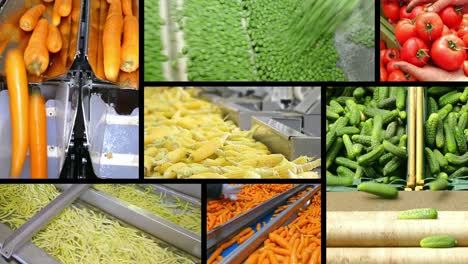 vegetable processing in food industry, multi screen