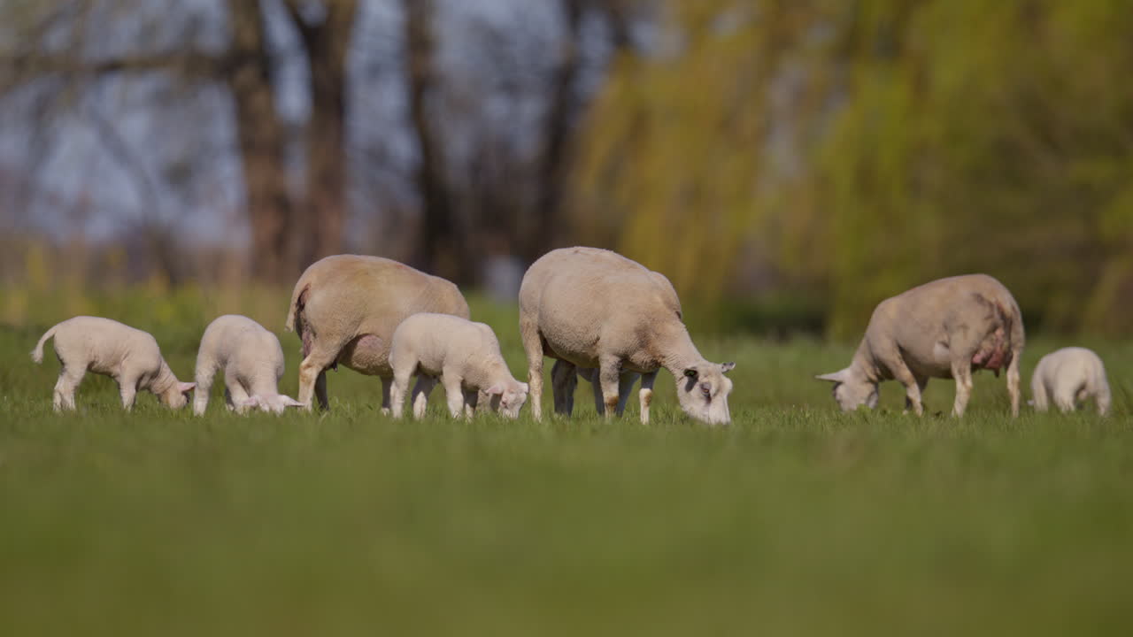 Agnelli giovani e pecore madri liberi di pascolare in un rigoglioso pascolo verde.
